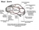 Мозг Данте (DMC)
